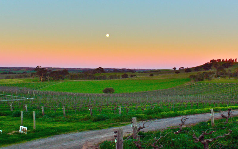 Barossa Valley vineyard view during a day trip from Adelaide